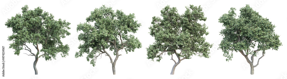 PNG Lush green trees aligned beautifully, element set on transparent background PNG Lush green trees aligned beautifully, element set on transparent background