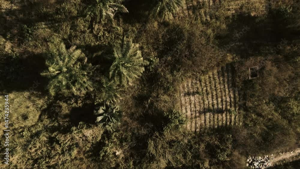 Vue aérienne verticale en traveling au-dessus de la brousse luxuriante de Casamance au Sénégal, textures végétales denses et motifs naturels typiques de la savane africaine filmés en lumière douce