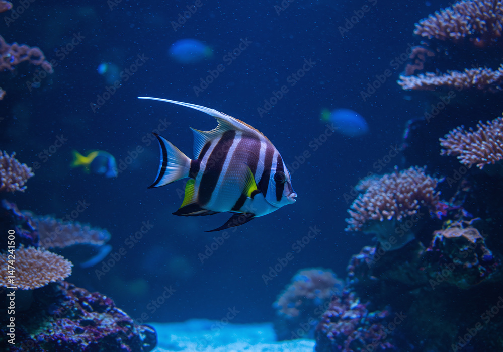 Fototapeta premium A moorish idol fish swims gracefully in deep blue water, surrounded by coral, highlighting the beauty of underwater life and vibrant ecosystems