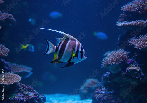 A moorish idol fish swims gracefully in deep blue water, surrounded by coral, highlighting the beauty of underwater life and vibrant ecosystems photo