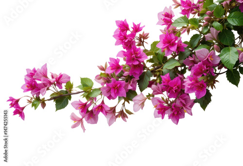 Bougainvillea flower plant, isolated on a transparent background