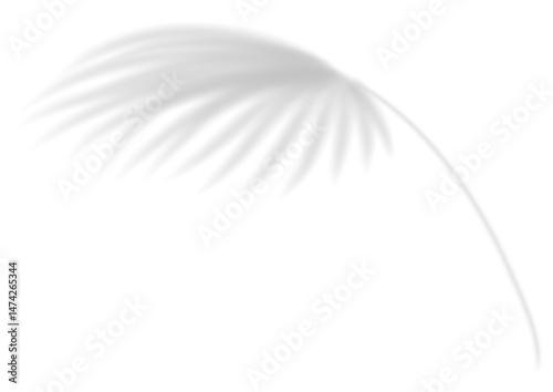 Realistic transparent shadow from a leaf of a palm tree. Mockup with tropic leaves shadow and overlay effect for product presentation and seasonal design. Vector illustration