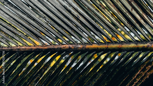 Abstract close-up of palm leaf fronds, textured pattern in earthy tones