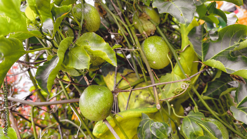 Abundant passion fruit vineyard with lush foliage in tropical setting