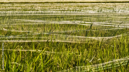 Agricultural innovation, netting protects a lush rice field, sustainable farming