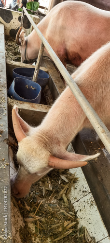 Albino water buffaloes feeding at a trough inside a farm enclosure environment