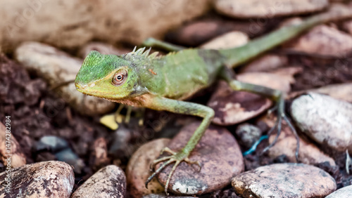 Alert green crested lizard perched amongst river stones waiting patiently