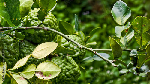 Captivating close-up of vibrant green kaffir limes on a tree branch