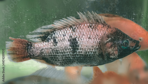 Captivating portrait of a tilapia fish with intricate scale patterns in an aquarium
