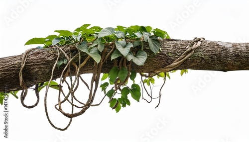 messy jungle vines liana plant climbing hanging on jungle tree trunk and twisted around tree branch isolated on white background