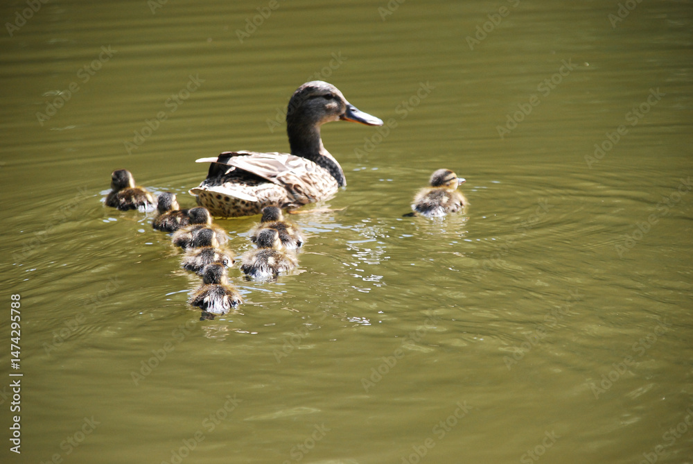 Fototapeta premium Mother duck swims ahead with large group of ducklings following in a line on a peaceful pond, sunny day and calm water emphasize natural family bond concept of childhood