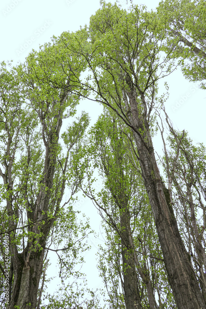 Fototapeta premium Poplar trees viewed from below closeup