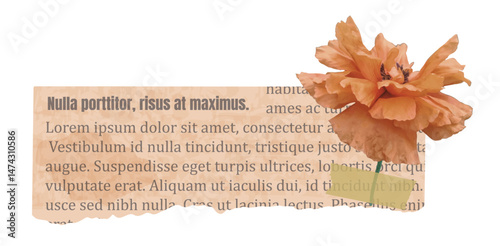 Old ripped piece of vintage newspaper and poppy flower with scotch washi tape