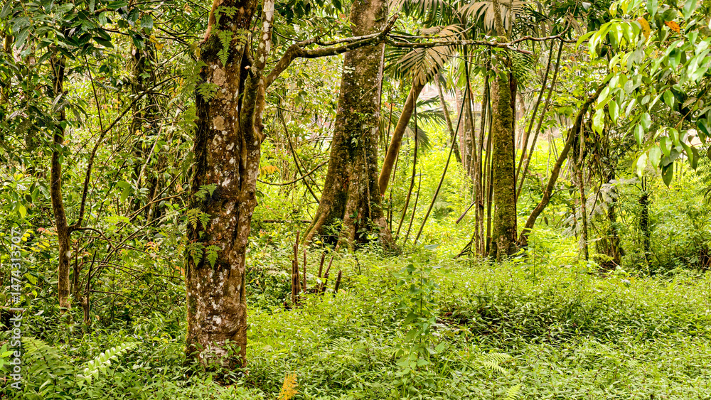 Obraz premium Lush Rainforest Scenery with Verdant Undergrowth and Towering Trees