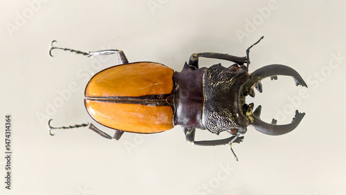 Magnificent stag beetle showcasing its formidable mandibles, close-up view photo