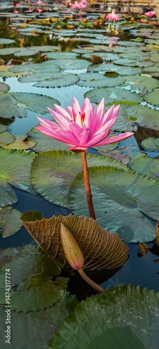 Pink water lily stands tall amidst broad green lily pads in the pond