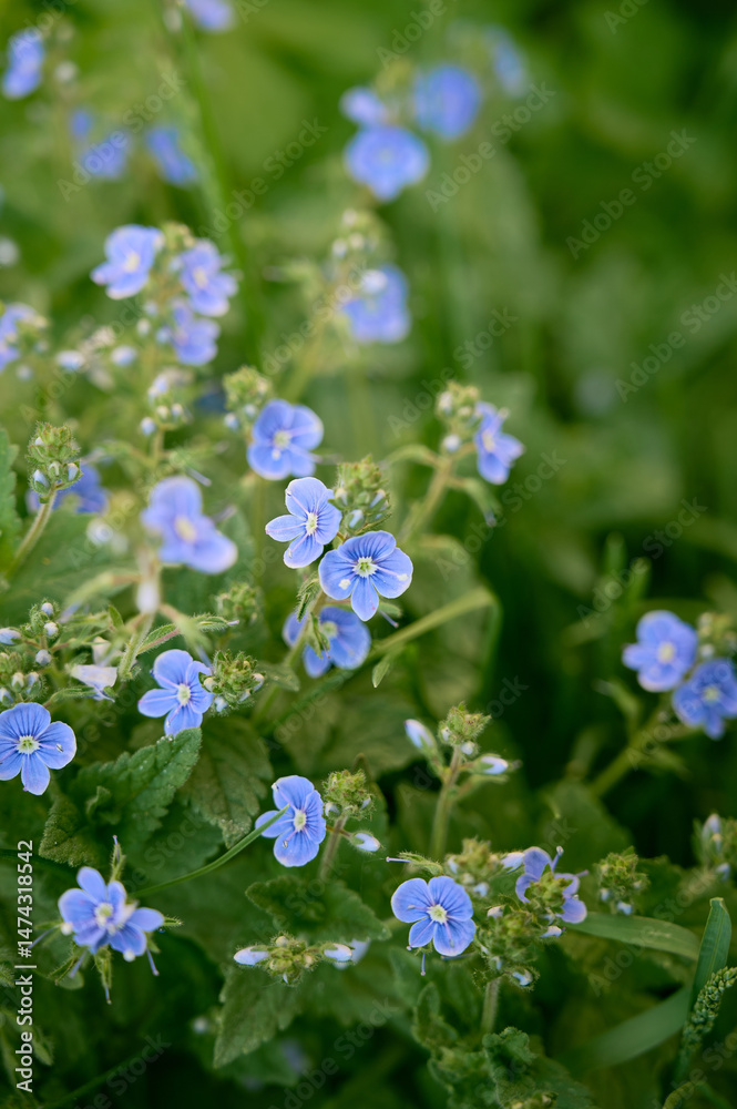 A beautiful veronica flowers in a summer meadow. Veronica blossoms in meadow. A beautiful veronica flowers in a summer meadow. Veronica blossoms in meadow.
