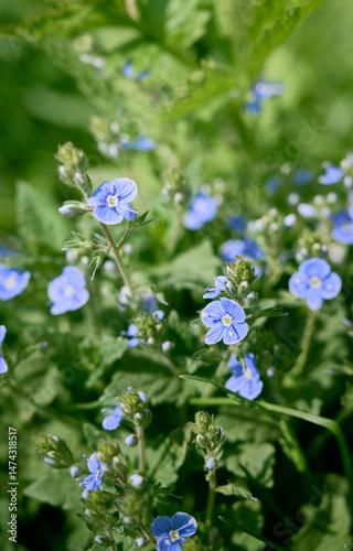 A beautiful veronica flowers in a summer meadow. Veronica blossoms in meadow.