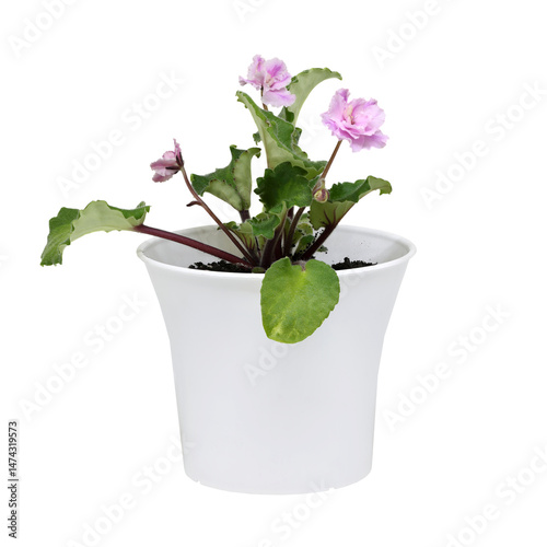 African violet with pink flowers and green leaves in a white pot