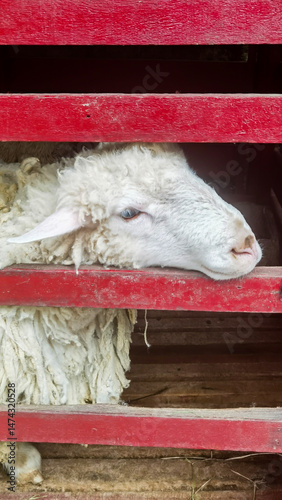 Serene sheep portrait inside the rustic red wooden farm enclosure