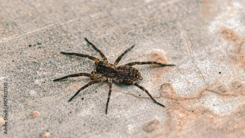 Solitary wolf spider lurking on a concrete surface ready to ambush prey