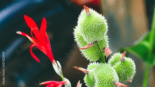 Canvas Print Striking juxtaposition of red canna flower and spiky green seed pods creating vi