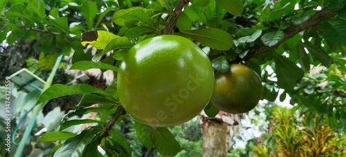 Принти на полотні Tropical calabash tree with fruits, nature's bounty and botanical wonders