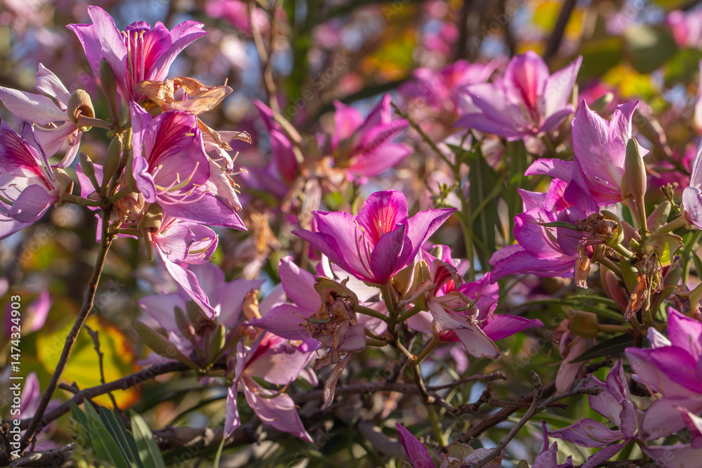 Obraz premium A stunning orchid tree flower (Bauhinia variegata) in full bloom, displaying vibrant purple and magenta petals. A tropical beauty perfect for floral decor, wall art, and botanical prints.