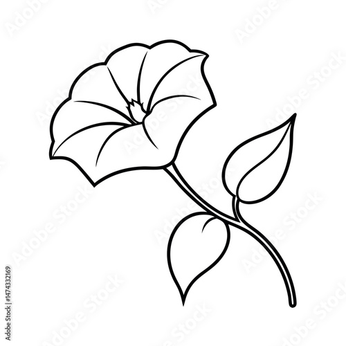 morning glory line art illustration