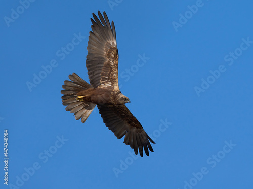 Western marsh harrier (Circus aeruginosus)