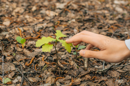 Canvastavla A hand gently touches a young oak sapling emerging from dry forest leaves