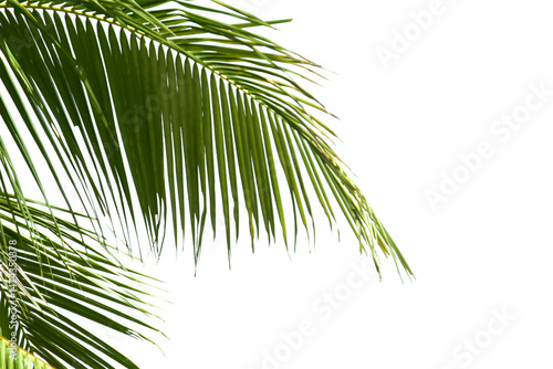 Fototapeta Naklejka Na Ścianę i Meble -  palm tree isolated on white