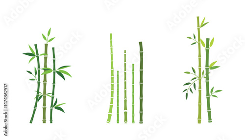 Green bamboo stalks with leaves vector set isolated on transparent background for natural design purposes, and eco style decoration elements