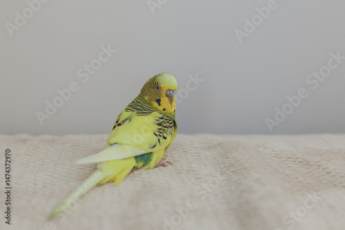 yellow and green budgie sitting on the couch at home. domestic parrot, pet in a home environment