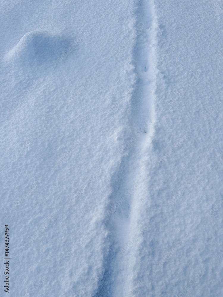 Obraz premium 雪原に刻まれた道筋