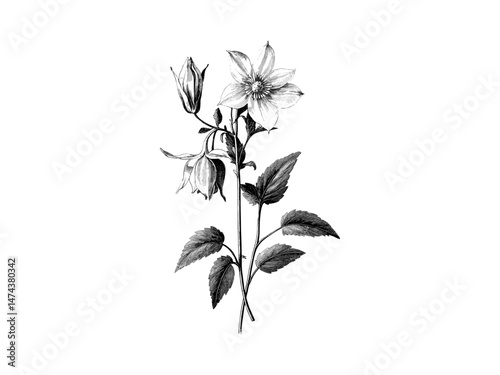 Vintage Antique Columbine Floral Engraving, hand-drawn botanical sketch, retro nature art, floral decor, black and white engraving, old style, floral print decor, trendy home decor