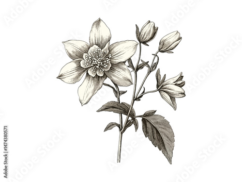 Retro Columbine Bloom Engraving, vintage hand-drawn floral art, old style botanical sketch, black sketch nature print, trendy decor, antique floral artwork, floral wall art