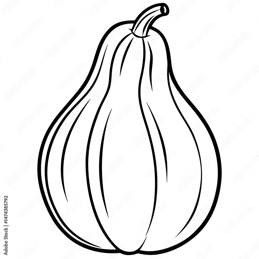 Chayote Botanical Vector Illustration Chayote Botanical Vector Illustration