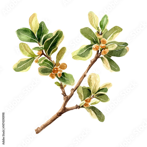 Frankincense A Single Branch, watercolor illustration, isolated on a white background.