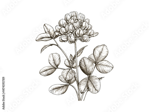 Trendy vintage floral engraving, hand-drawn clover blossom, antique wildflower sketch, retro botanical decor, engraved illustration, old nature drawing, monochrome flower print