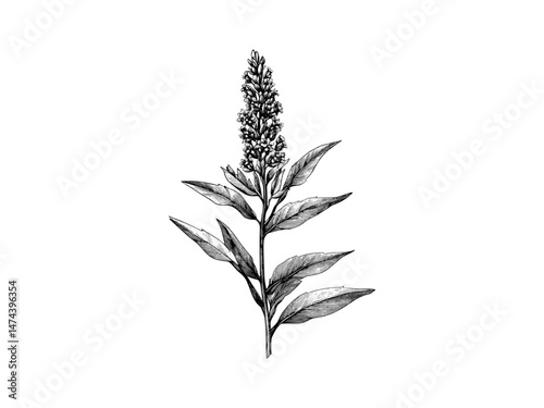 Goldenrod sprig engraving, hand-drawn floral sketch, antique illustration, vintage engraving style, retro wildflower print, trendy rustic decor, spring summer flowers, botanical artwork, rustic motif