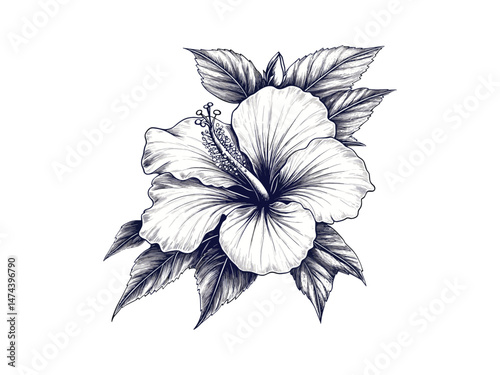 Vintage botanical decor, hand-drawn hibiscus flower engraving, spring and summer flower sketch, antique tropical plant illustration, retro garden print, Black line art, trendy floral design