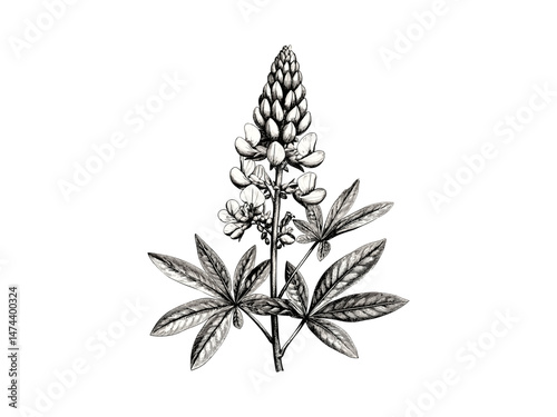 Antique botanical sketch, vintage engraving, hand-drawn lupine flower spike, retro spring flower decor, black sketch, trendy bloom, summer floral illustration, vintage style art print