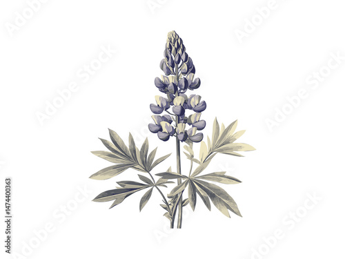 Engraving of lupine flower spike, antique botanical sketch, hand-drawn vintage floral illustration, retro bloom decor print, summer flower, Black sketch, old engraving style, trendy botanical design
