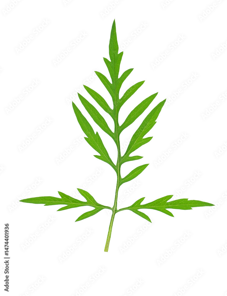 Fototapeta premium Ragweed leaf in allergy season isolated on white background. Top view