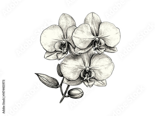 Hand-drawn orchid blossom, vintage sketch style, botanical illustration, retro garden decor print, summer, spring flower, antique engraving, black sketch, trendy botanical art