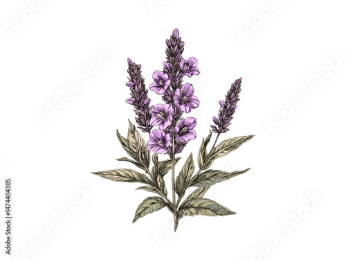 Engraved purple loosestrife flower, vintage botanical sketch, trendy decor motif, rustic garden bloom, Black sketch, summer spring flower, old engraving style, antique floral design