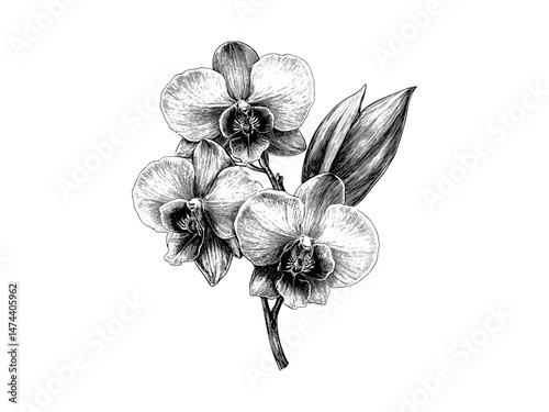 Hand-drawn showy orchid bloom, antique botanical illustration, engraved vintage floral sketch, trendy rustic motif, black sketch style, spring flower, summer blossom, rare wild orchid