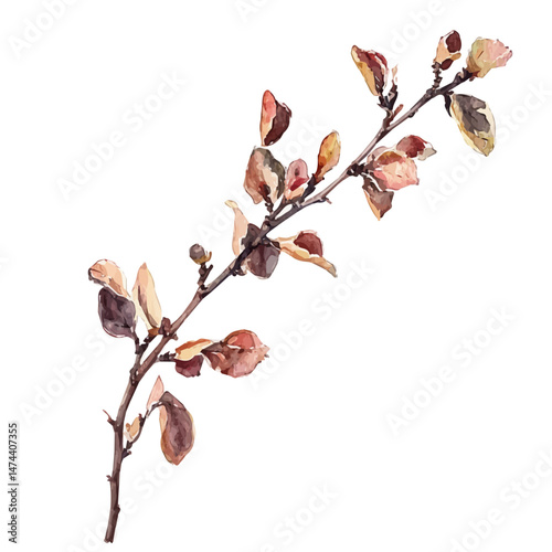 Guggul A Single Branch, watercolor illustration, isolated on a white background.
