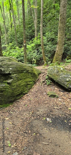 path in the forest